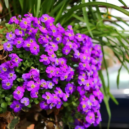 Gasthuis Borgo Dei Castelli