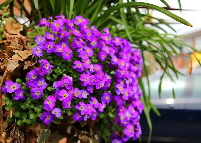 Πανσιόν Borgo Dei Castelli